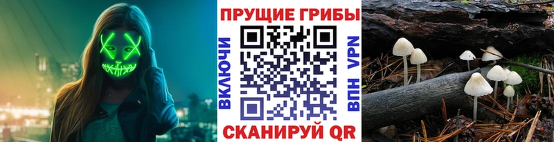 Псилоцибиновые грибы Psilocybe  Родники 